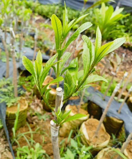 嫁接苗和原生苗哪个好？家庭园艺种植全攻略