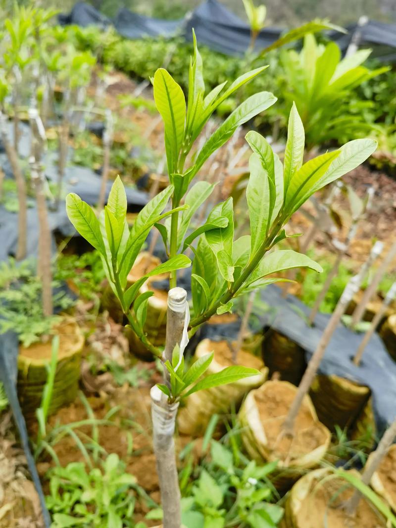 嫁接苗和原生苗哪个好?家庭园艺种植全攻略 嫁接苗和原生苗哪个好?家庭园艺种植全攻略