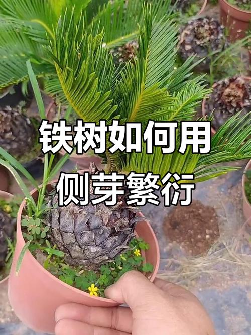 五、幼苗管理指南与移栽决策