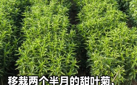 甜叶菊价格是多少？规格、产地、采购量影响报价