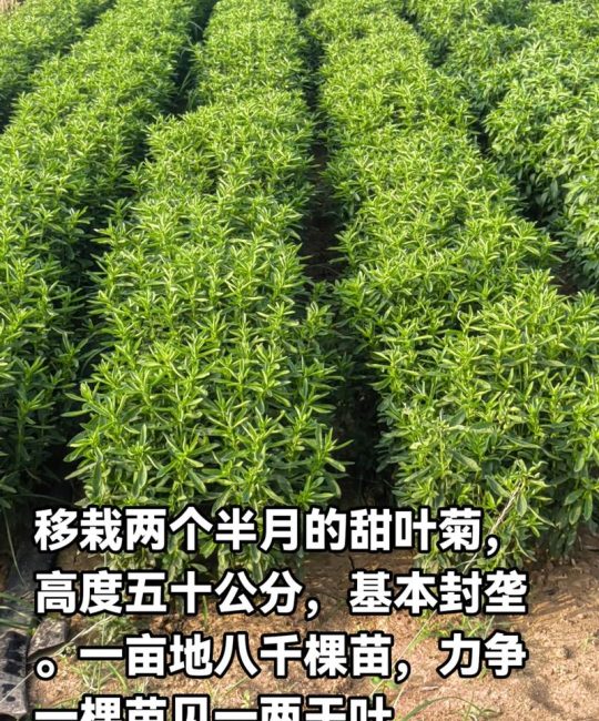 甜叶菊价格是多少？规格、产地、采购量影响报价