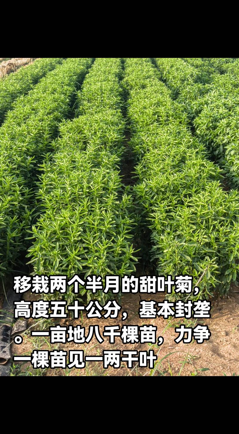 甜叶菊价格是多少?规格、产地、采购量影响报价 甜叶菊价格是多少?规格、产地、采购量影响报价