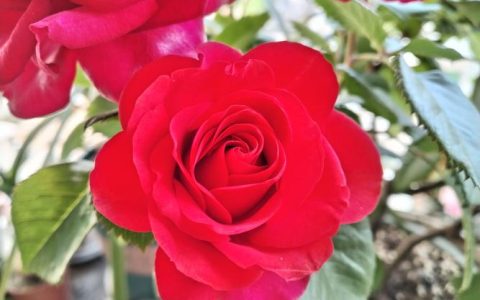 钻石玫瑰是月季花吗？揭秘微型月季的养护与观赏全攻略