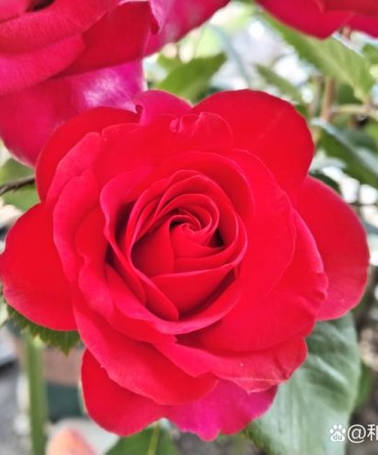 钻石玫瑰是月季花吗？揭秘微型月季的养护与观赏全攻略