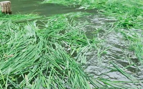 鱼草种子什么时候种最好？七个步骤教你种出茂盛水草