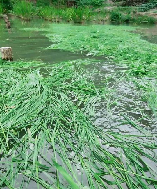 鱼草种子什么时候种最好？七个步骤教你种出茂盛水草