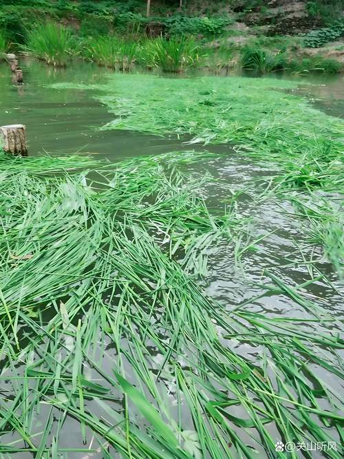 鱼草种子什么时候种最好?七个步骤教你种出茂盛水草 一、适宜时间