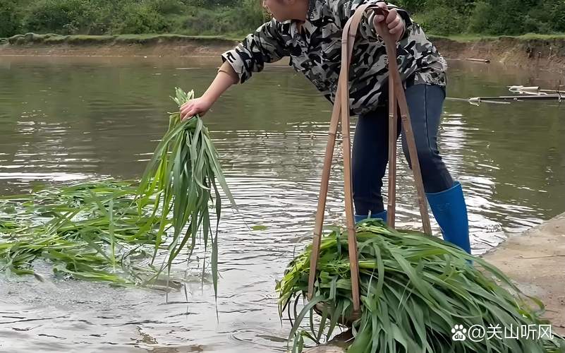 鱼草种子什么时候种最好?七个步骤教你种出茂盛水草 二、土壤环境