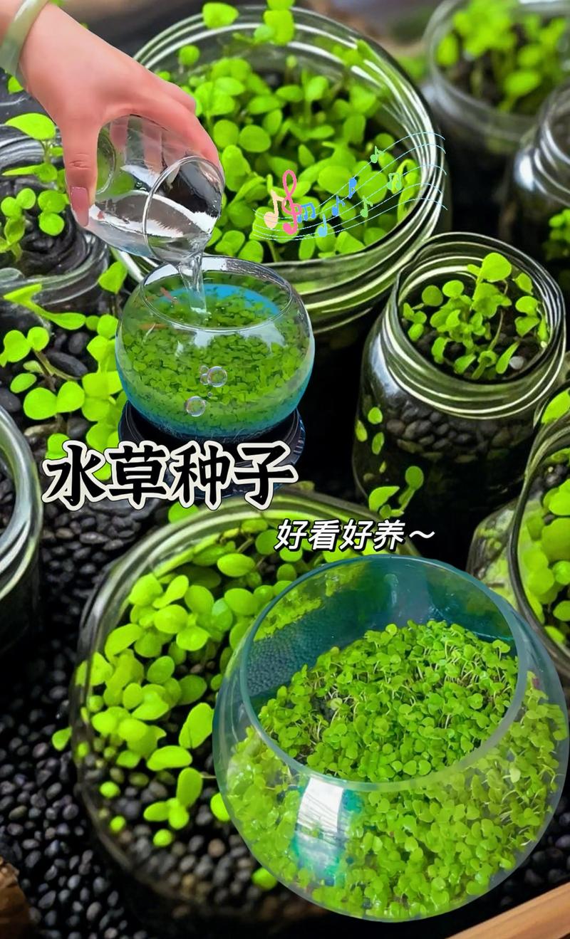 鱼草种子什么时候种最好?七个步骤教你种出茂盛水草 四、播种深度