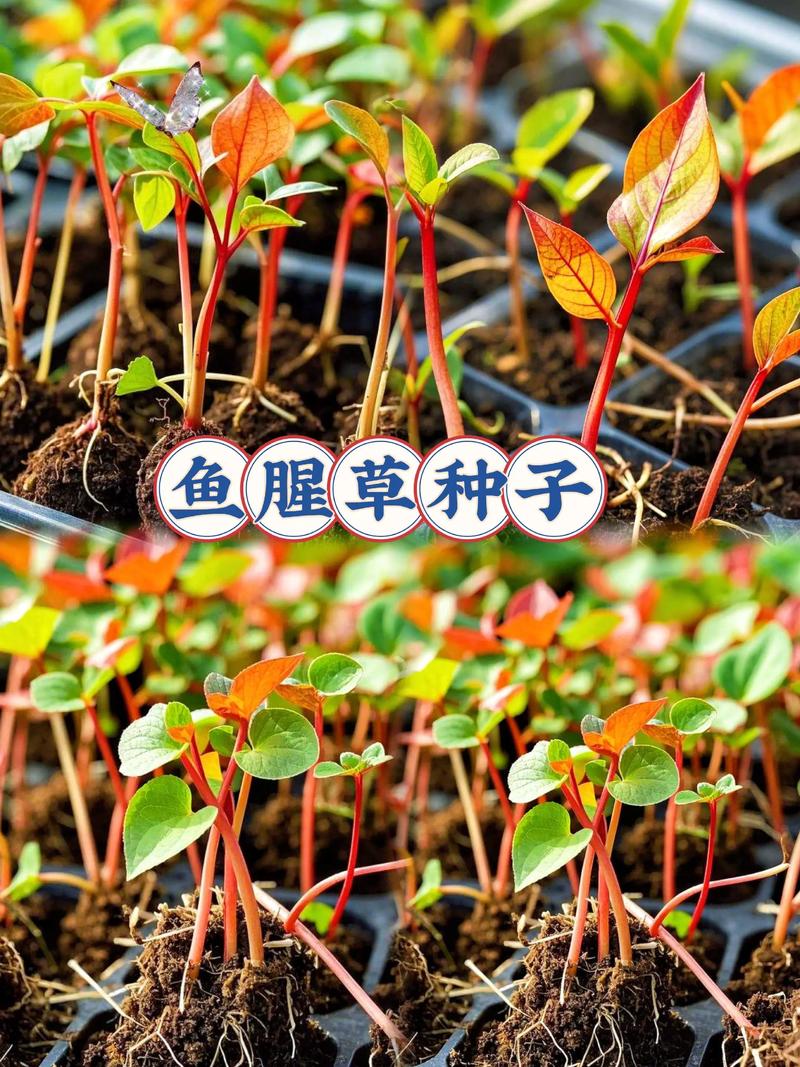 鱼草种子什么时候种最好?七个步骤教你种出茂盛水草 七、成活注意事项