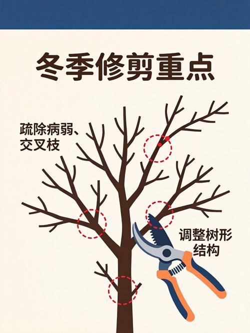 杏树夏季修剪完全指南:最佳时间与操作步骤 夏季修剪的四个核心操作步骤