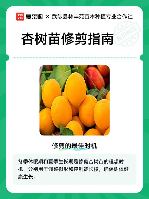 杏树夏季修剪完全指南:最佳时间与操作步骤 南北方杏树夏季修剪的差异化建议