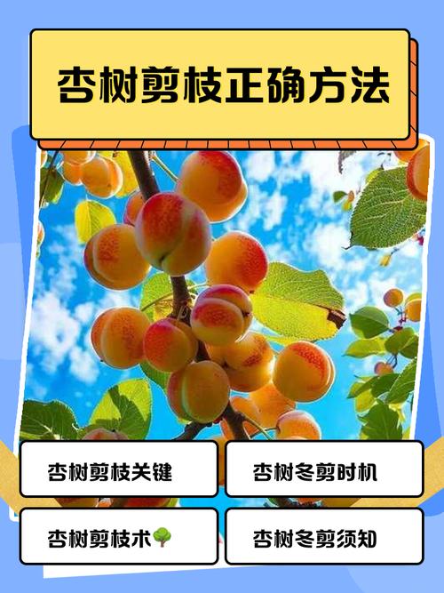 杏树夏季修剪完全指南:最佳时间与操作步骤 常见误区:夏季修剪可以完全替代冬季修剪