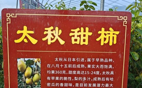 太秋甜柿树苗多少钱一棵？规格、产地、季节影响报价