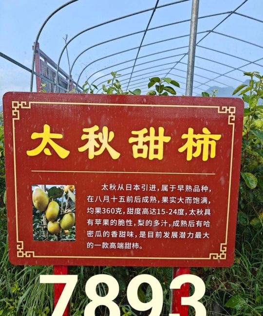 太秋甜柿树苗多少钱一棵？规格、产地、季节影响报价