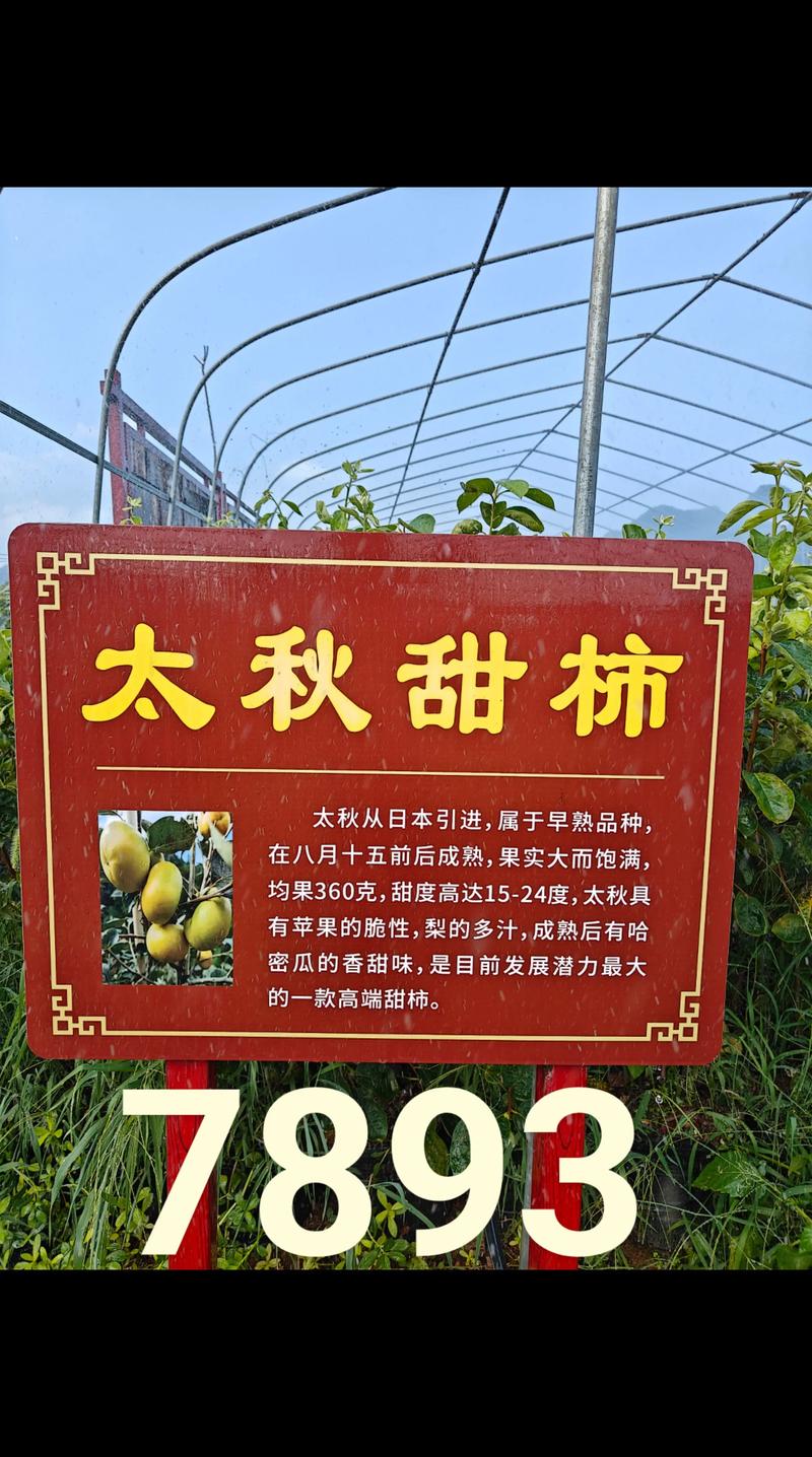 太秋甜柿树苗多少钱一棵?规格、产地、季节影响报价 太秋甜柿树苗多少钱一棵?规格、产地、季节影响报价