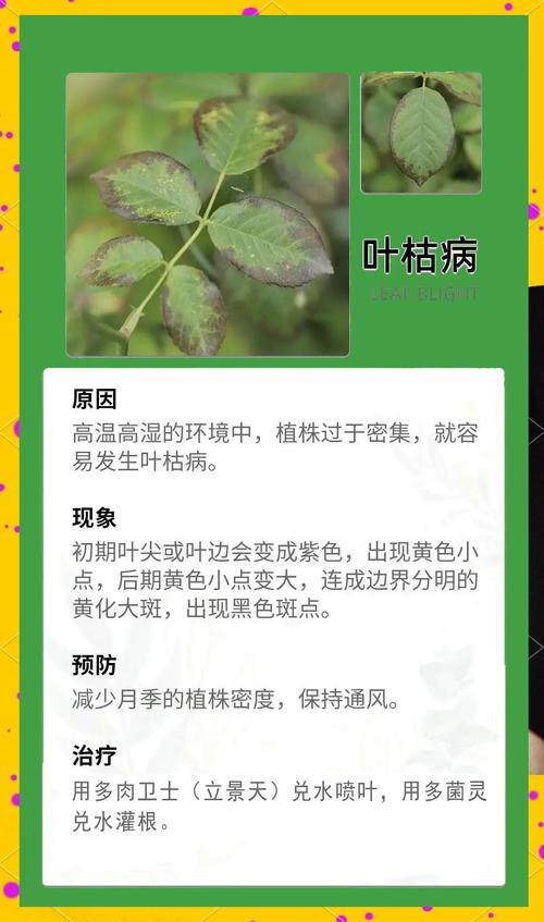 花草上面有虫子怎么办?超实用家庭园艺防治指南 第二步:物理防治——最安全的首选
