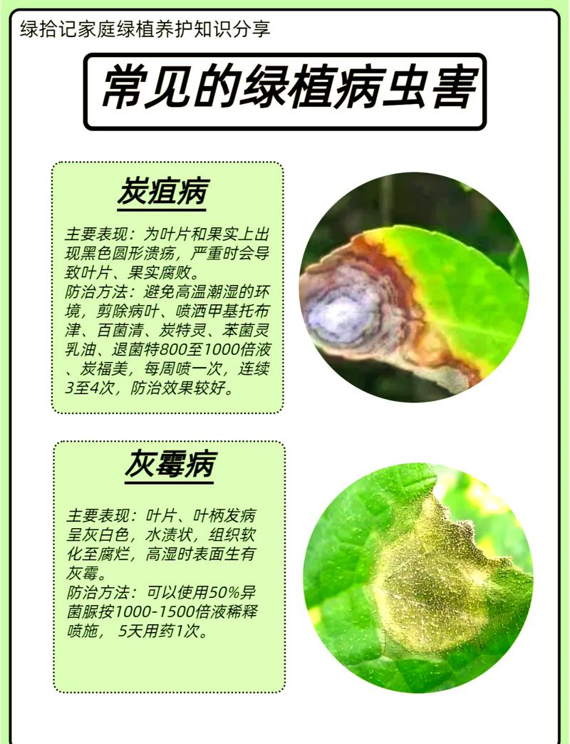 花草上面有虫子怎么办?超实用家庭园艺防治指南 第四步:家庭自制“绿色杀虫剂”