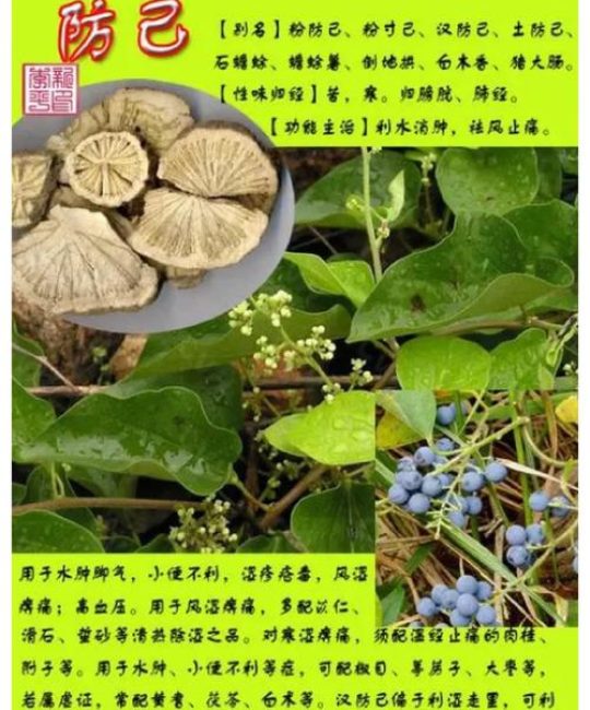 黄杨木的功效与作用：安全警示与药用常识科普