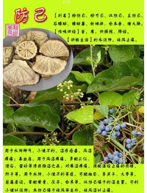 黄杨木的功效与作用:安全警示与药用常识科普 ⚠️ 安全性声明:有毒植物警示