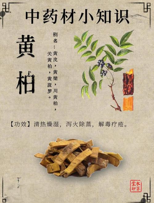 黄杨木的功效与作用:安全警示与药用常识科普 🍽️ 食用常识:不可食用