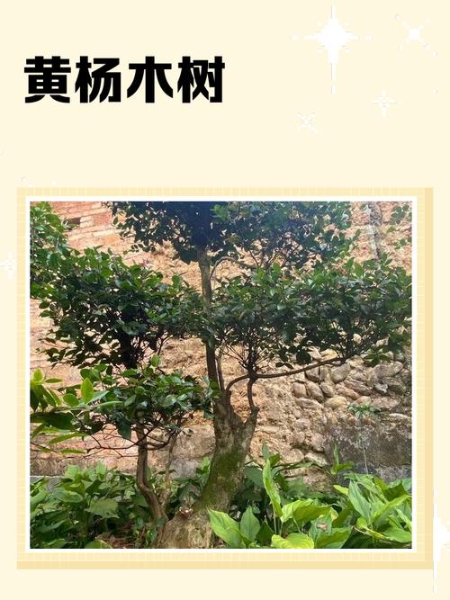 黄杨木的功效与作用:安全警示与药用常识科普 ❌ 常见误区