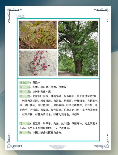 黄杨木的功效与作用:安全警示与药用常识科普 💊 药用常识:传统用途与成分分析