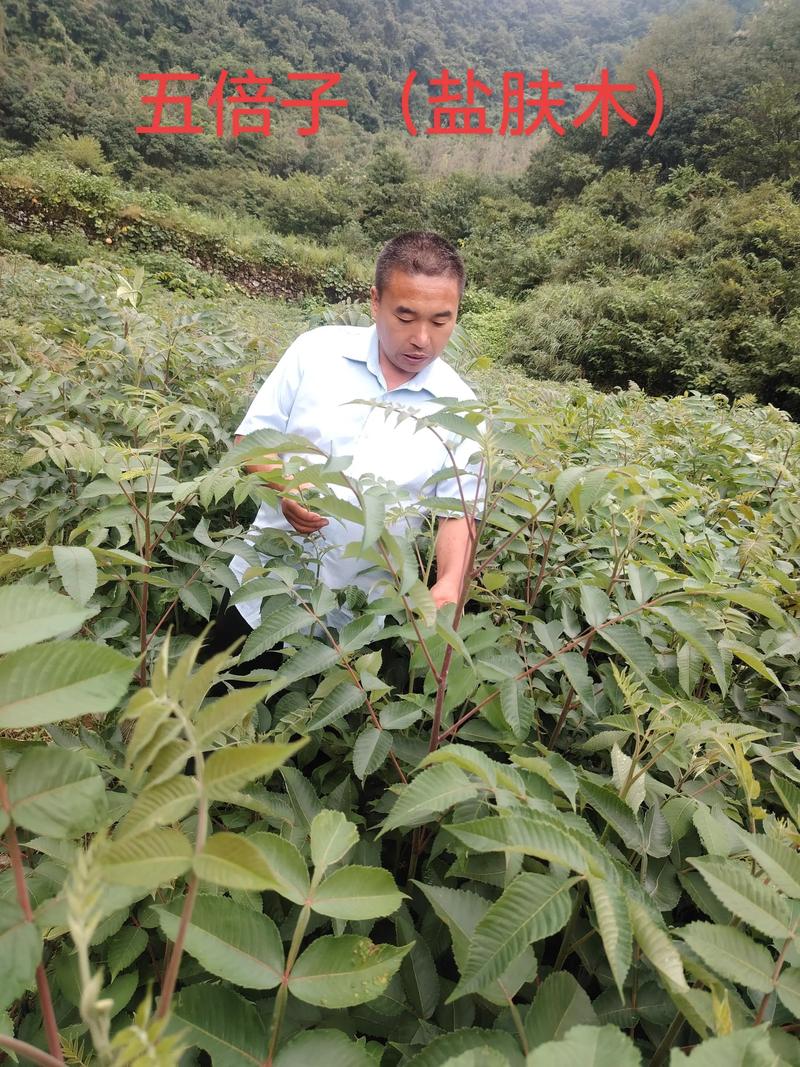 红美人柑橘苗采购与种植指南:三步筛选正宗苗源,掌握嫁接苗定植后第2年挂果的要点 定植后第1-2年修剪与施肥方案