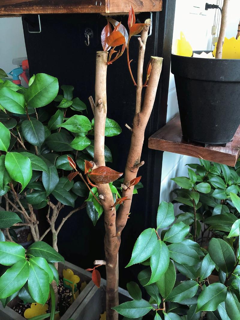 网购裸根茶花怎么种?掌握这7步,成活率提升90% 二、土壤环境:酸性、疏松是命脉