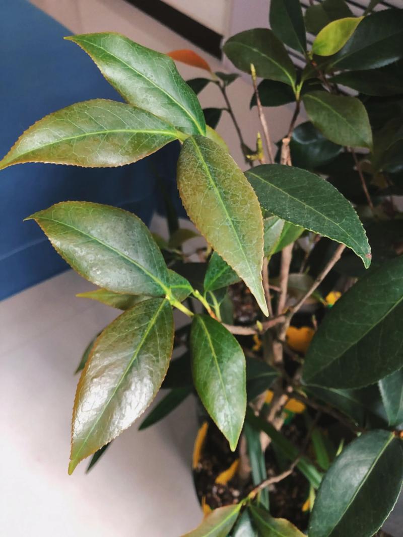 网购裸根茶花怎么种?掌握这7步,成活率提升90% 四、栽植深度:根颈比土面高1-2cm