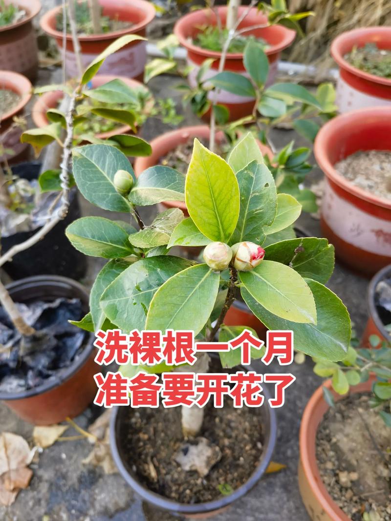 网购裸根茶花怎么种?掌握这7步,成活率提升90% 五、浇定根水:一次性浇透,不积水