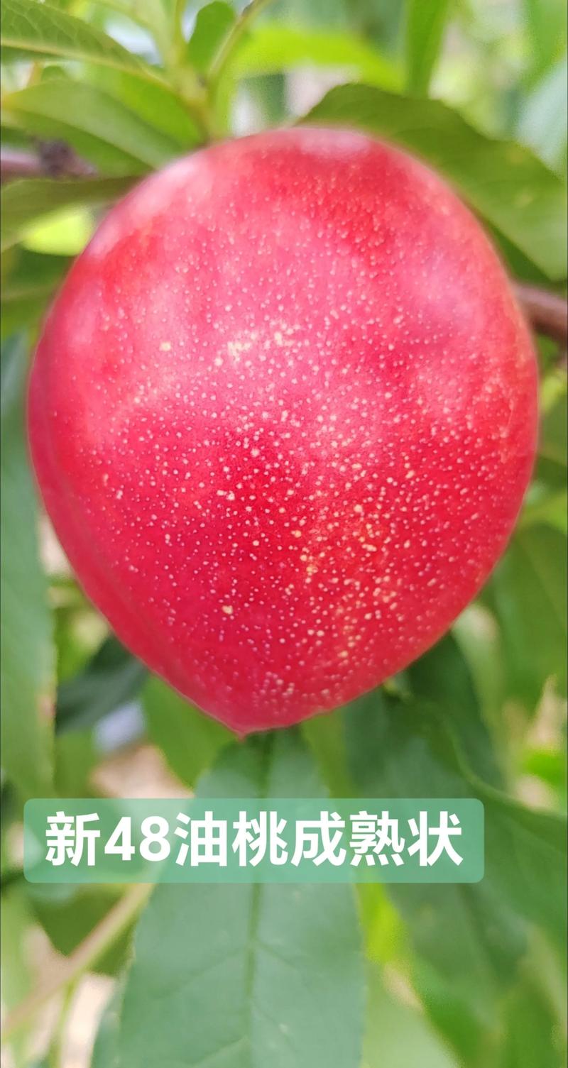 6-5油桃几月成熟?花期果期与促花促果全攻略 促花促果养护操作步骤