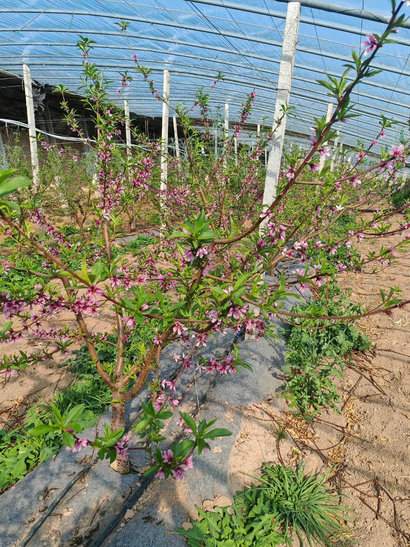 6-5油桃几月成熟?花期果期与促花促果全攻略 不开花不结果的常见原因与解决