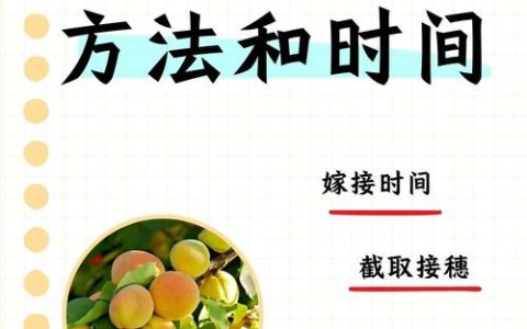 夏季杏树芽接技术：最佳时间、操作步骤与成活率提升指南