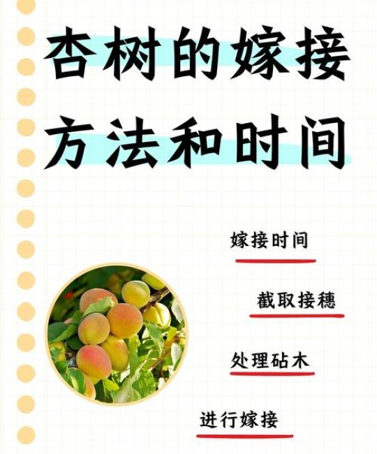 夏季杏树芽接技术：最佳时间、操作步骤与成活率提升指南