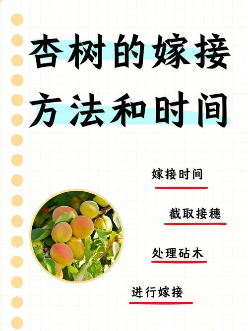 夏季杏树芽接技术:最佳时间、操作步骤与成活率提升指南 夏季杏树芽接技术:最佳时间、操作步骤与成活率提升指南