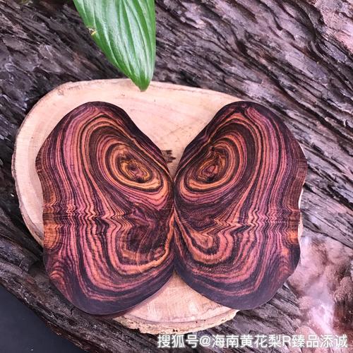 儋州黄花梨市场在哪里?园艺爱好者的寻宝指南 黄花梨的日常园艺养护