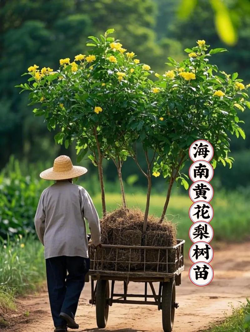 儋州黄花梨市场在哪里?园艺爱好者的寻宝指南 结语