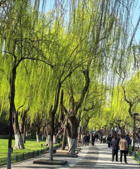 探寻中国最有名的柳树观赏胜地