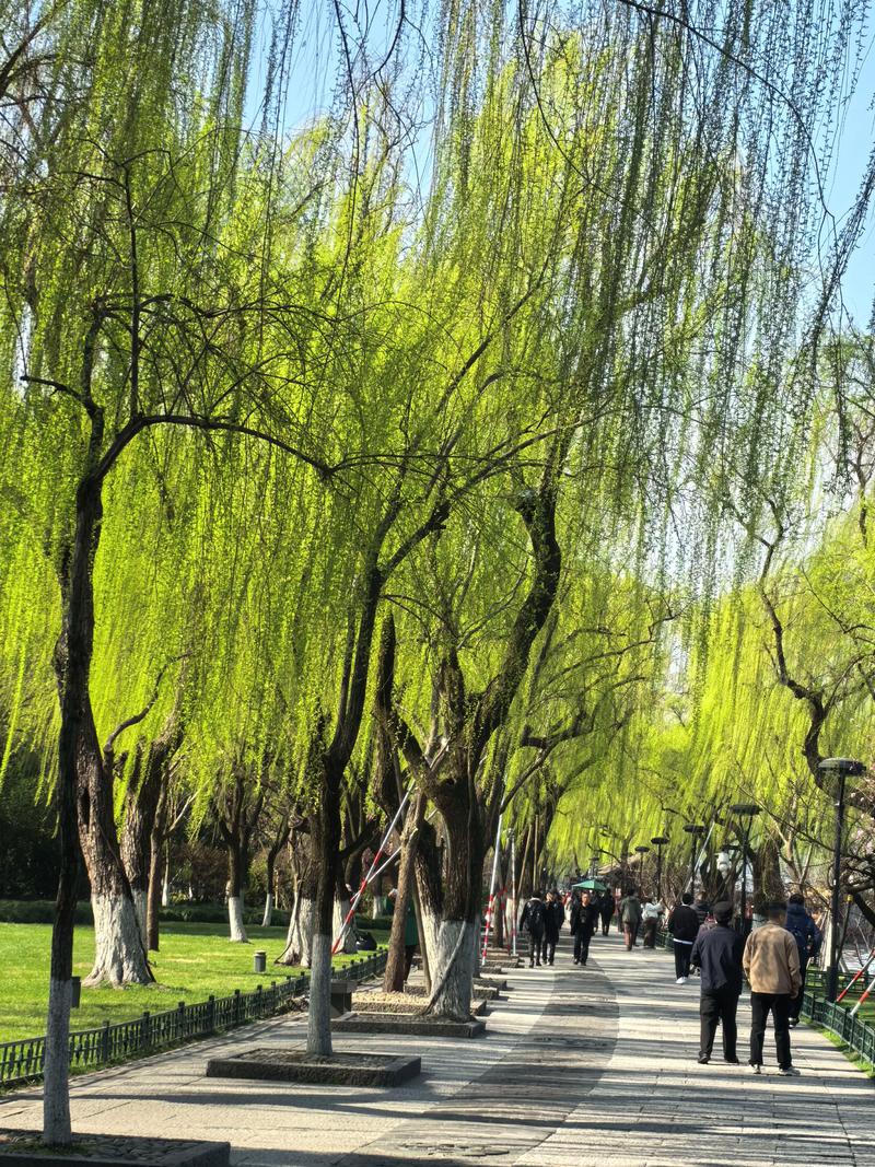 哪里的柳树最有名？——园艺视角下的柳树名景