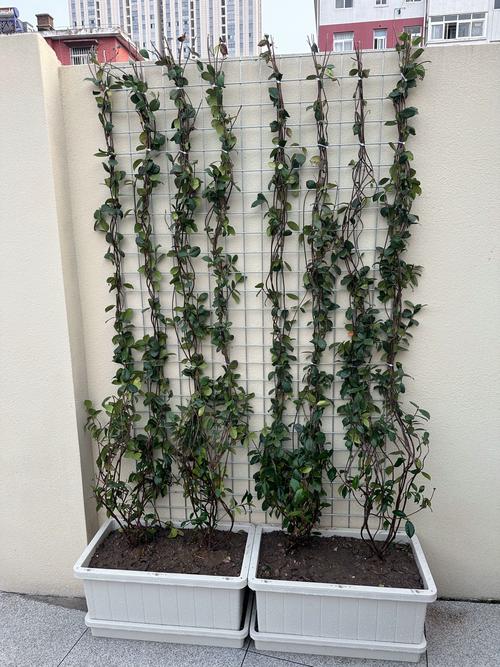 冬季有什么爬藤的植物可以种?这几类藤本最稳,附种植方法 二、土要松,根才活