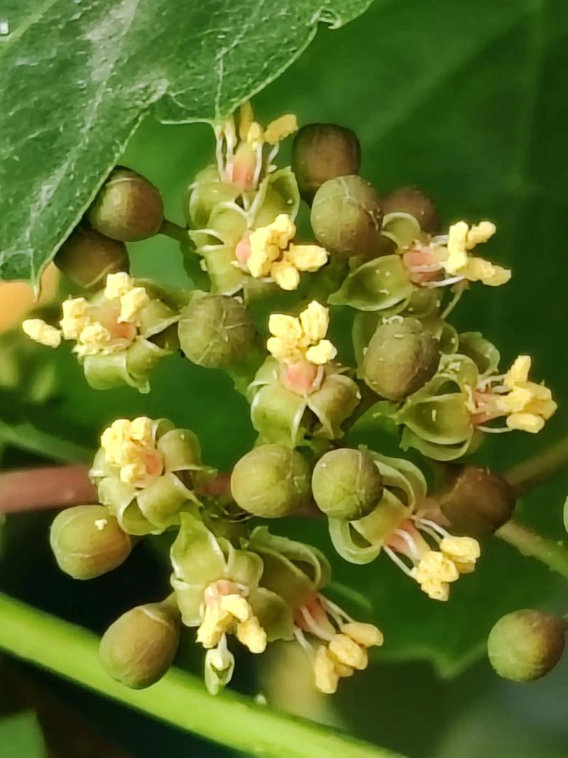 冬季有什么爬藤的植物可以种?这几类藤本最稳,附种植方法 三、栽前先处理苗,别直接往坑里塞