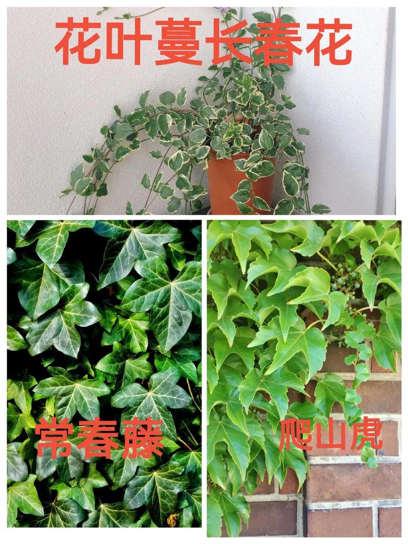 冬季有什么爬藤的植物可以种?这几类藤本最稳,附种植方法 五、第一遍水要浇透