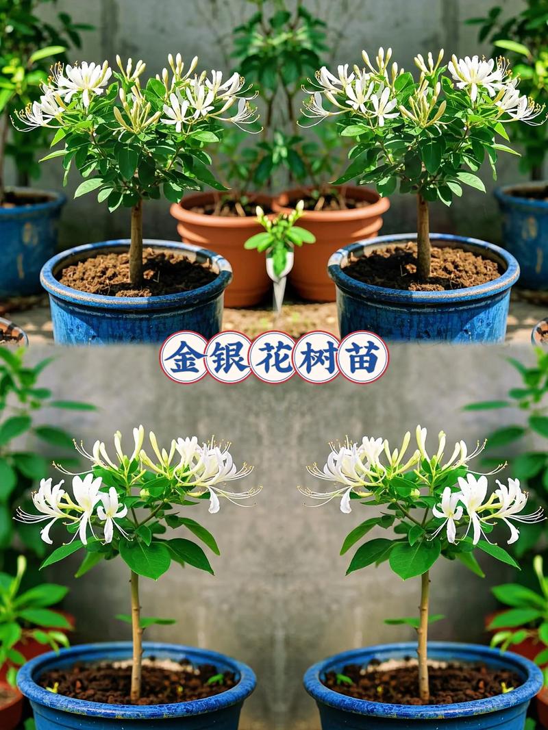 冬季有什么爬藤的植物可以种?这几类藤本最稳,附种植方法 四、栽多深,决定活不活