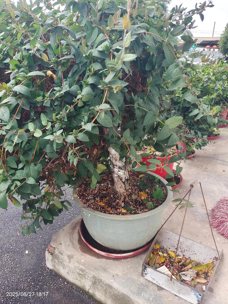 冬季有什么爬藤的植物可以种?这几类藤本最稳,附种植方法 六、支架和牵引要先搭好
