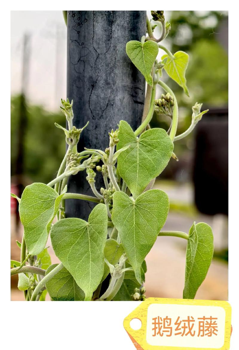 冬季有什么爬藤的植物可以种?这几类藤本最稳,附种植方法 七、缓苗期盯住水和风