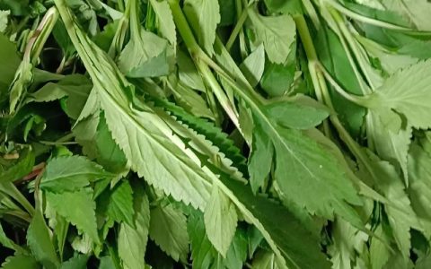 苦草购买指南：沉水植物的优质供应商选择与品种核对方法