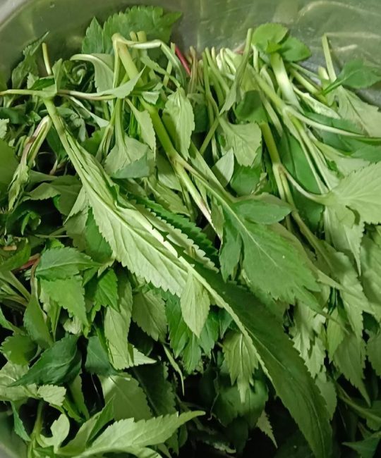 苦草购买指南：沉水植物的优质供应商选择与品种核对方法