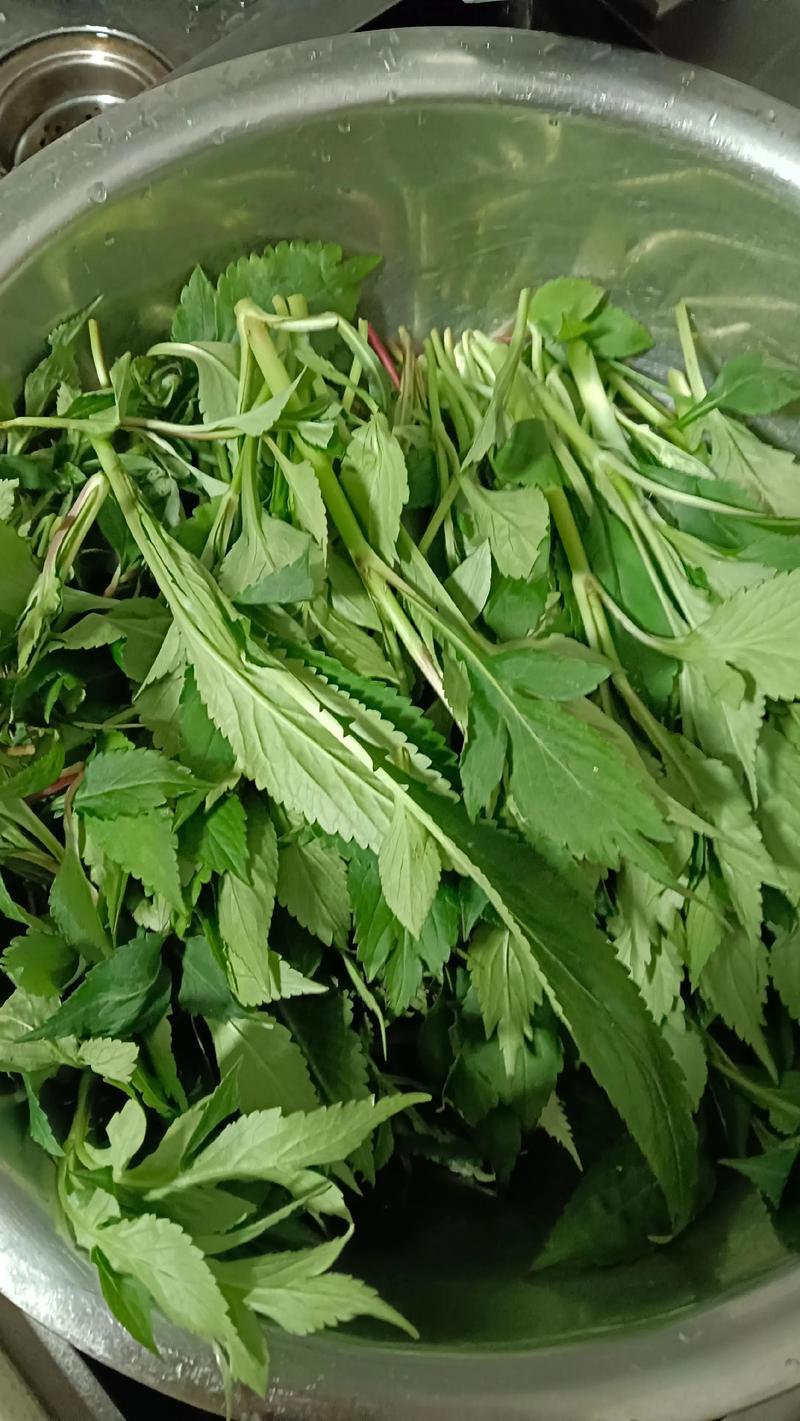 苦草购买指南:沉水植物的优质供应商选择与品种核对方法 苦草购买指南:沉水植物的优质供应商选择与品种核对方法