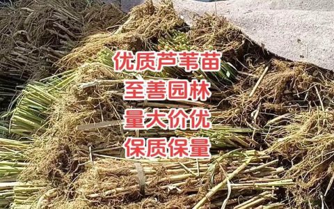 芦苇苗价格多少钱？2026年参考区间与挺水种植全指南